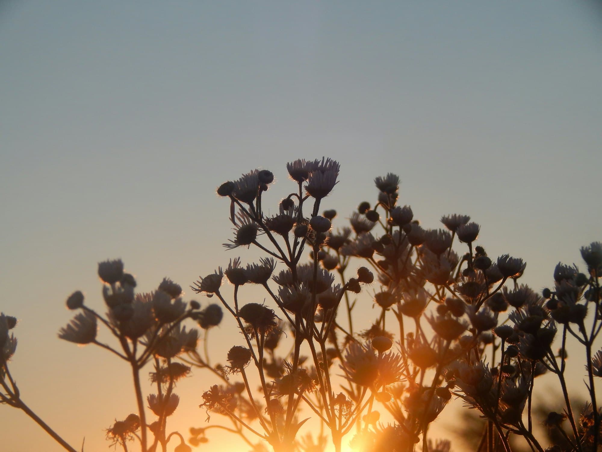Seed heads silhouetted against a low sun at the end of the day.