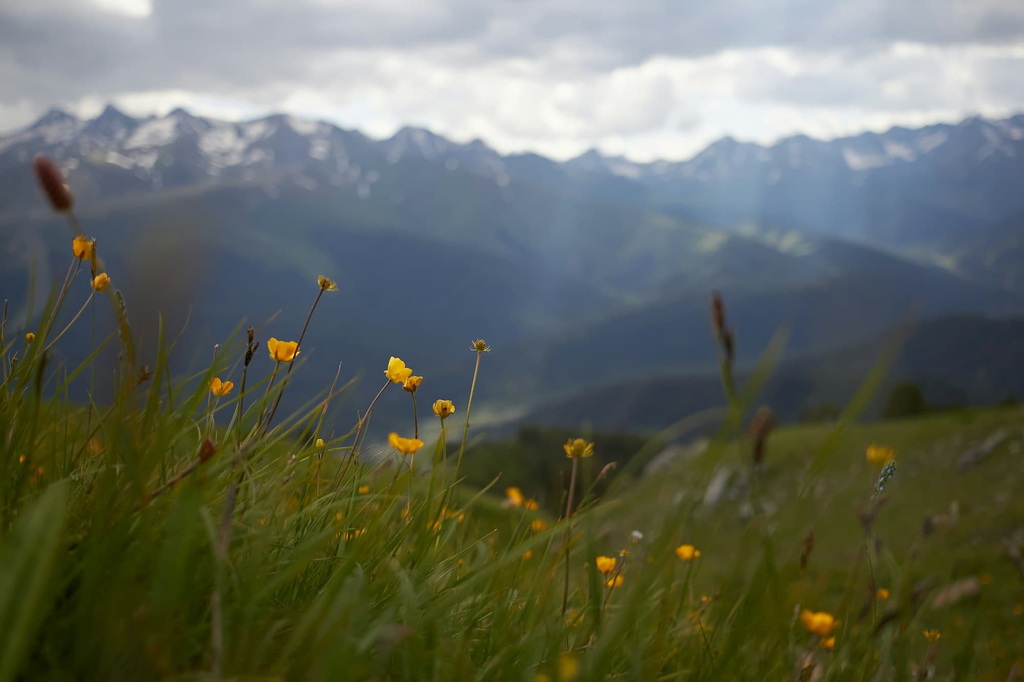 Low sun breaking across a wildflower meadow below a mountain ridge.